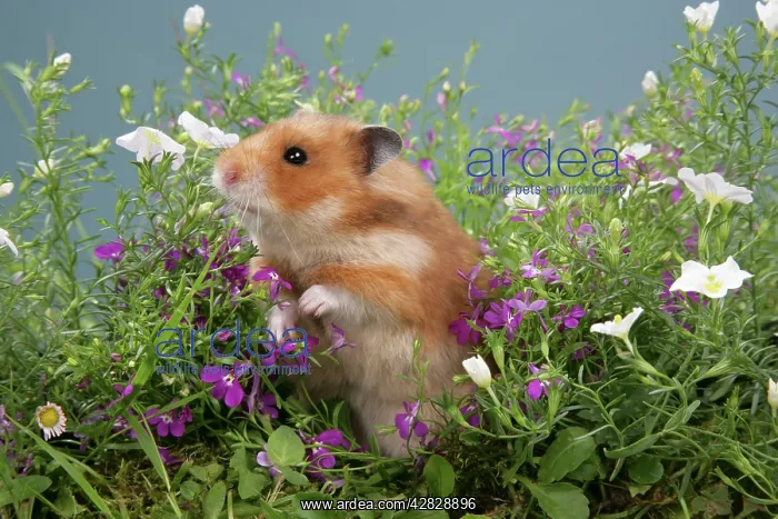 : Syrian Hamster in flowers : Syrian Hamster in flowers