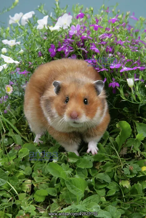 : Syrian Hamster in flowers : Syrian Hamster in flowers
