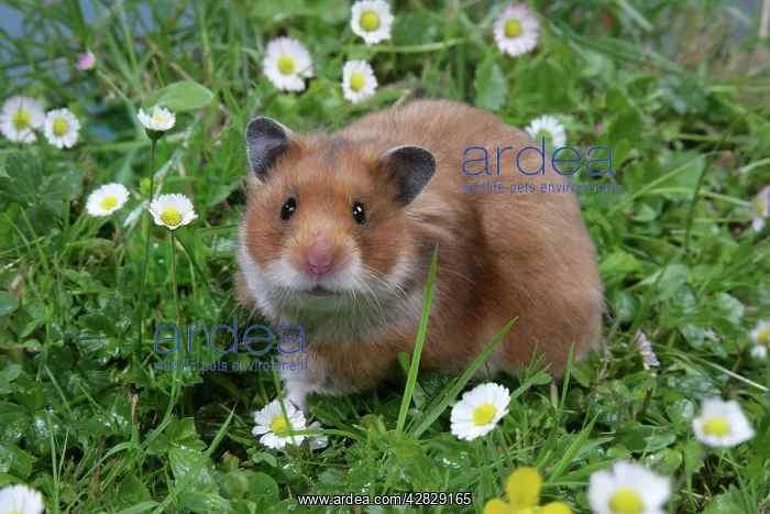 : Syrian Hamster in flowers : Syrian Hamster in flowers