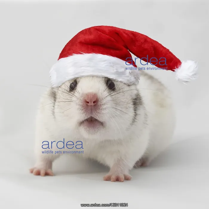 : Syrian hamster (Mesocricetus auratus), captive : Syrian hamster (Mesocricetus auratus), captive