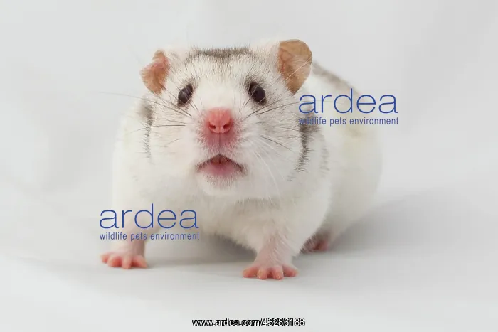 : Syrian hamster (Mesocricetus auratus), captive : Syrian hamster (Mesocricetus auratus), captive