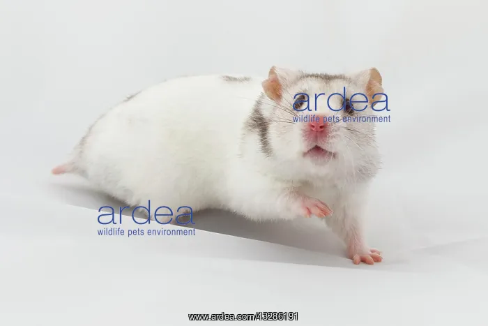 : Syrian hamster (Mesocricetus auratus), captive : Syrian hamster (Mesocricetus auratus), captive