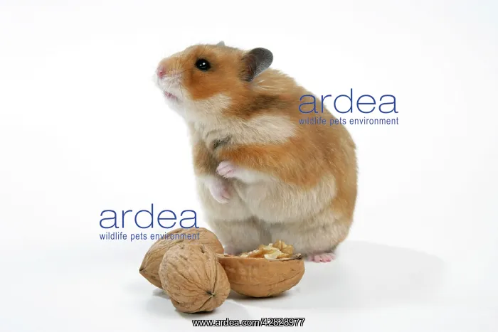 : Syrian Hamster with walnuts : Syrian Hamster with walnuts