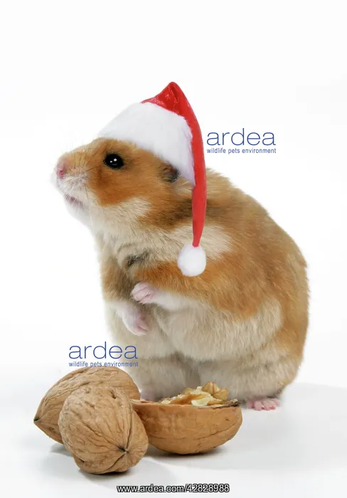 : Syrian Hamster with walnuts and Christmas hats : Syrian Hamster with walnuts and Christmas hats