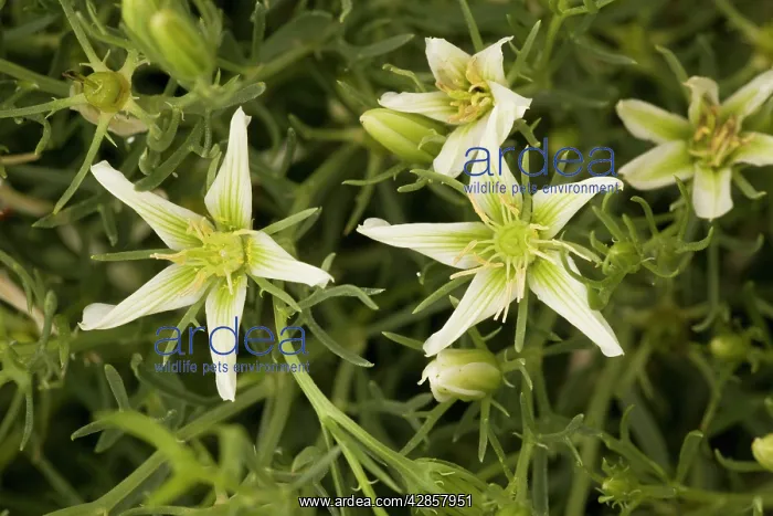 : Syrian rue : Syrian rue