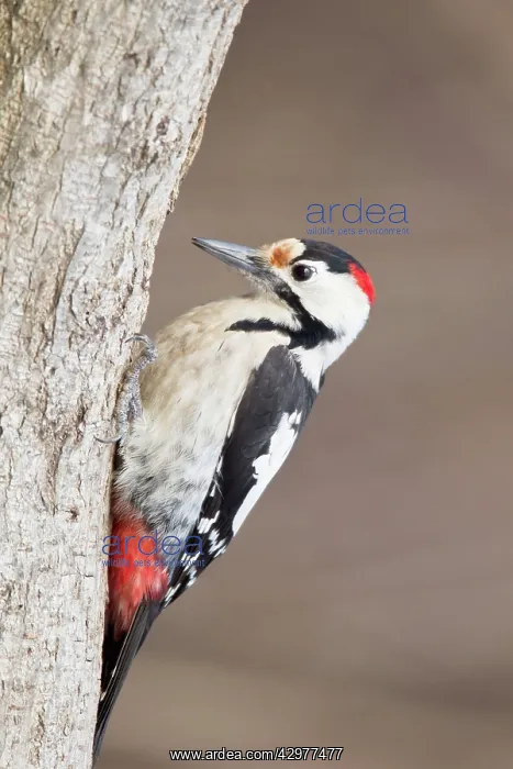 : Syrian Woodpecker : Syrian Woodpecker