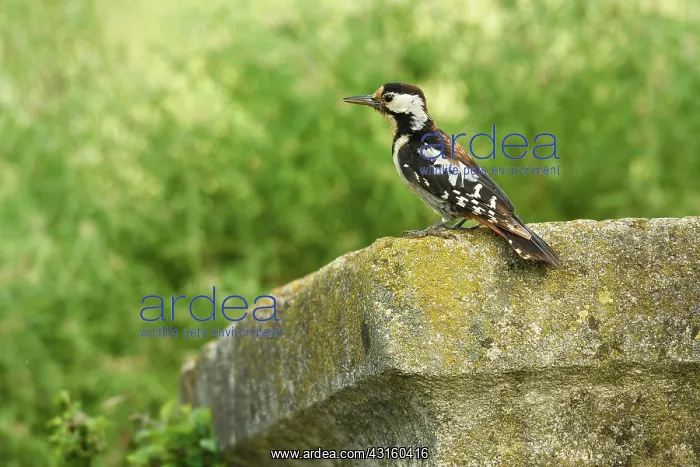 : Syrian Woodpecker : Syrian Woodpecker