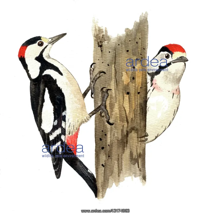: Syrian Woodpecker : Syrian Woodpecker