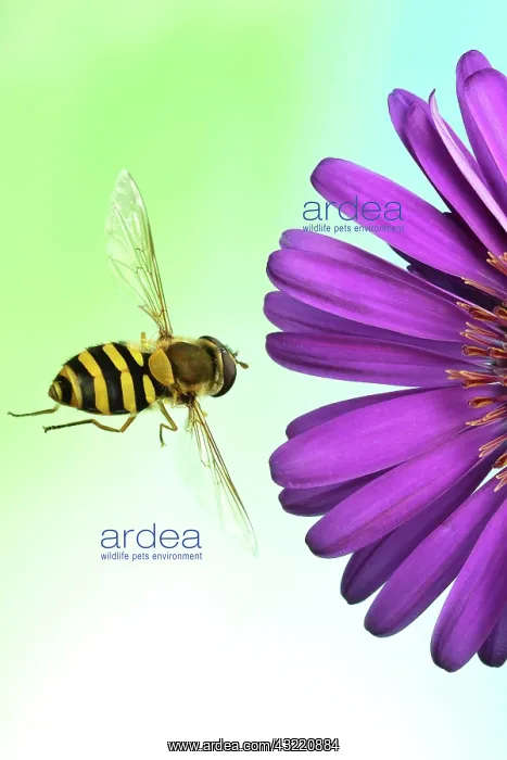 : Syrphus ribesii (Syrphus ribesii), in flight, with : Syrphus ribesii (Syrphus ribesii), in flight, with