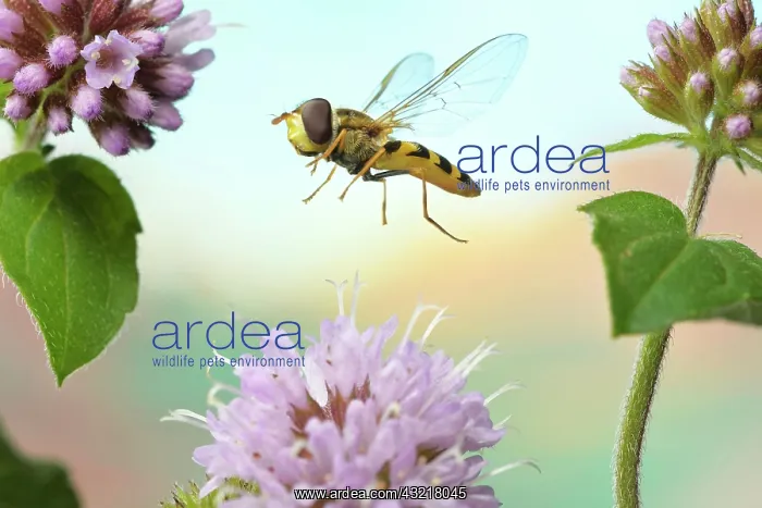 : Syrphus vitripennis (Syrphus vitripennis), in flight : Syrphus vitripennis (Syrphus vitripennis), in flight