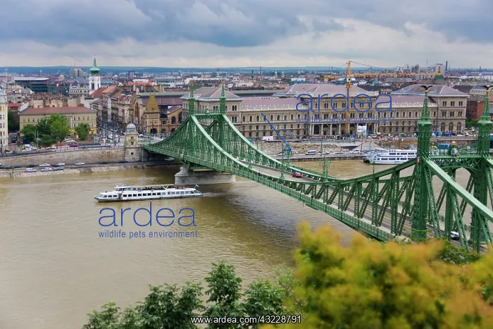 : Szabadsag Bridge (Liberty or Independence : Szabadsag Bridge (Liberty or Independence