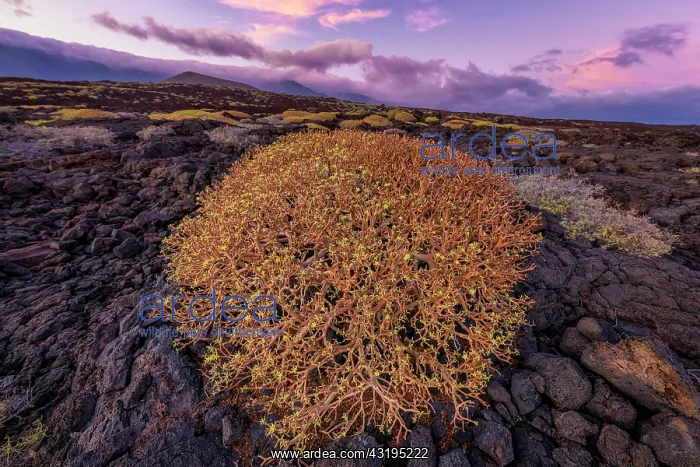 : Tabaiba dulce (Euphorbia balsamifera) on the island : Tabaiba dulce (Euphorbia balsamifera) on the island