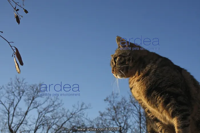 : Tabby brown Cat on twilight Var France : Tabby brown Cat on twilight Var France