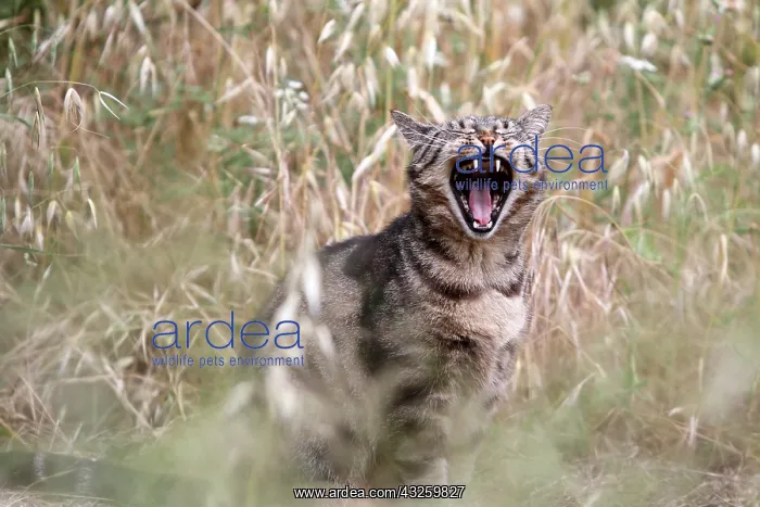 : Tabby brown cat yawning in an organic garden : Tabby brown cat yawning in an organic garden