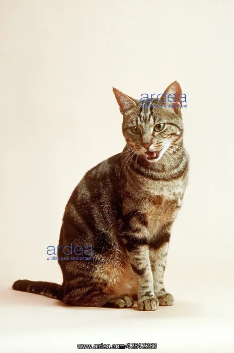 : TABBY CAT : TABBY CAT
