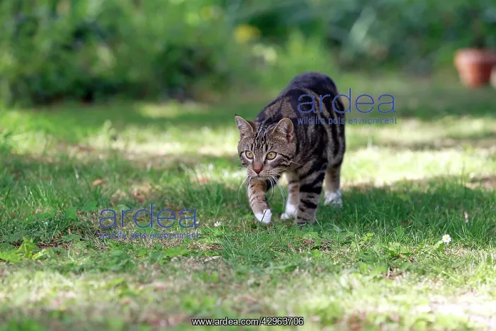 : Tabby Cat : Tabby Cat