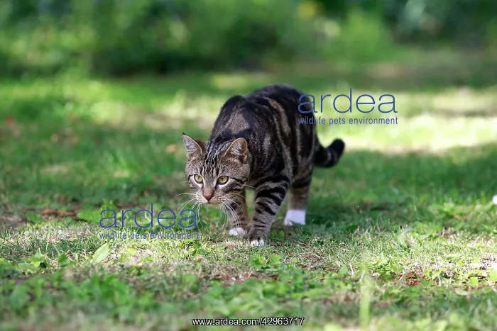 : Tabby Cat : Tabby Cat