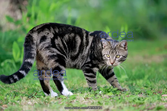  : Tabby Cat