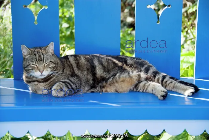  : Tabby Cat. dozing in blue garden shelter