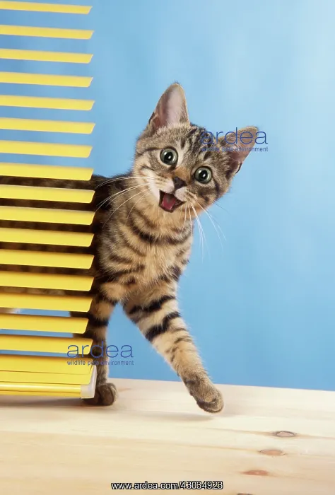 : Tabby Cat Kitten behind venetian blind shock / surprised expression Digital Manipulation : Tabby Cat Kitten behind venetian blind shock / surprised expression Digital Manipulation