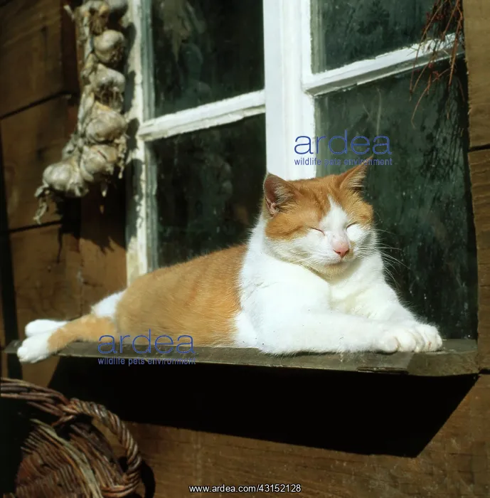 : Tabby Cat. Tabby cat resting on window ledge : Tabby Cat. Tabby cat resting on window ledge
