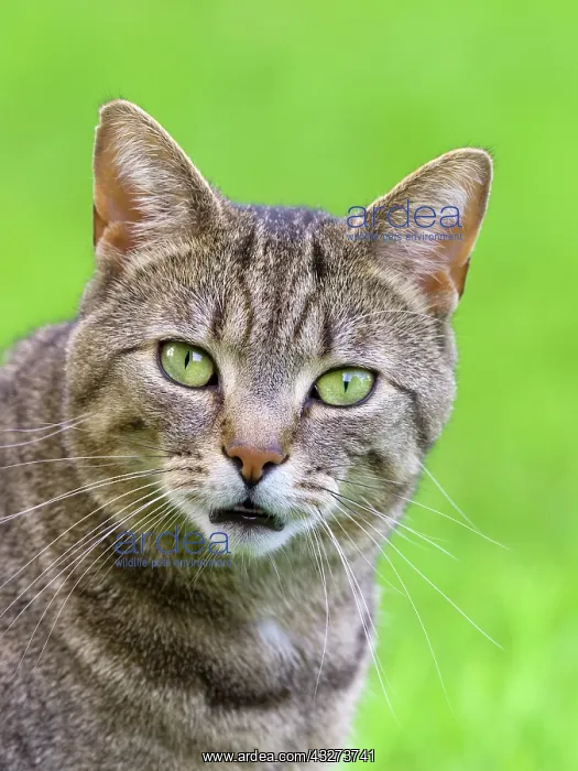  : Tabby Cat