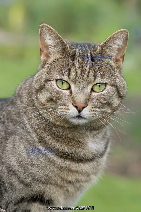  : Tabby Cat