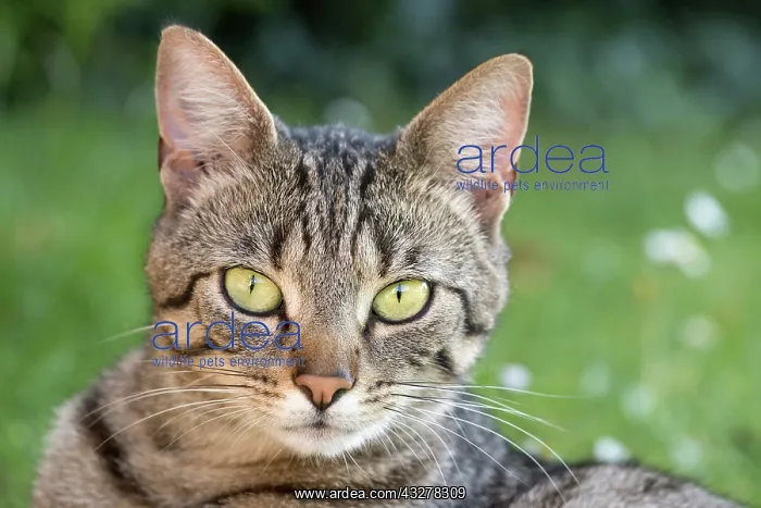  : Tabby Cat