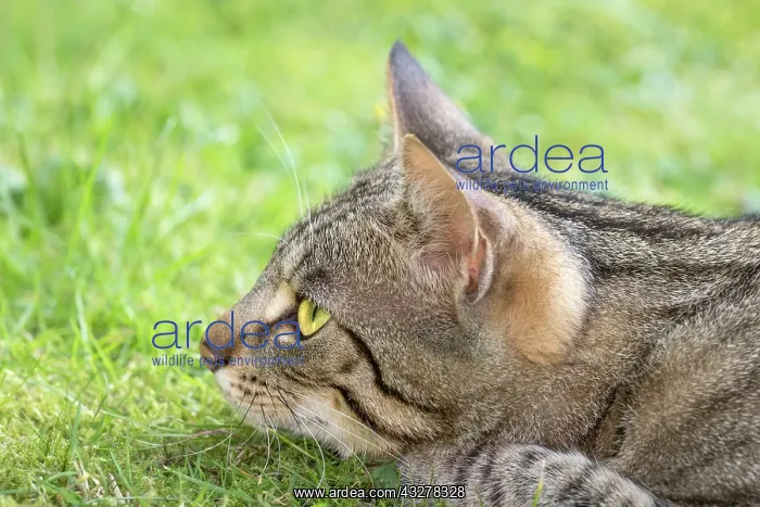  : Tabby Cat