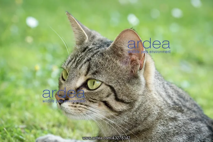  : Tabby Cat