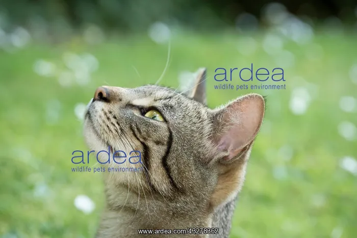  : Tabby Cat
