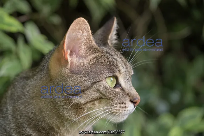  : Tabby Cat