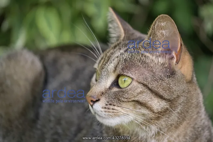  : Tabby Cat