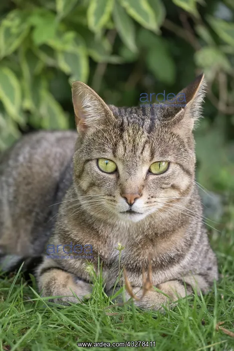  : Tabby Cat