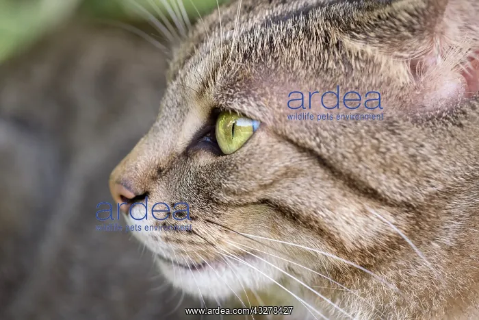  : Tabby Cat