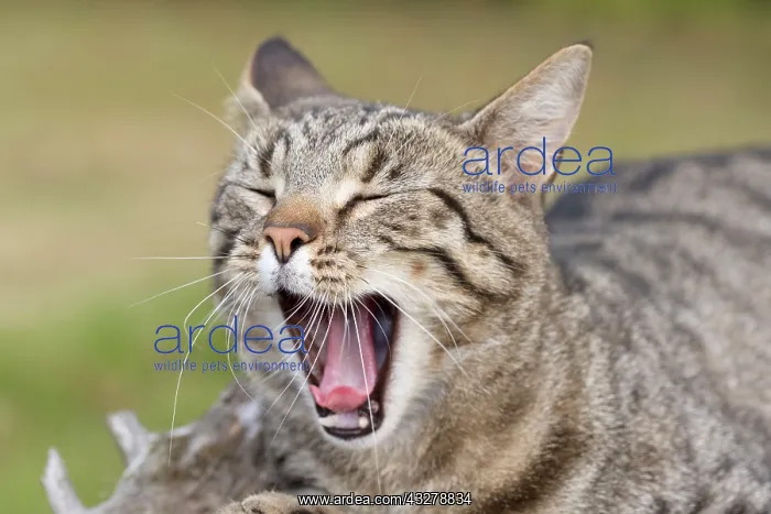  : Tabby Cat