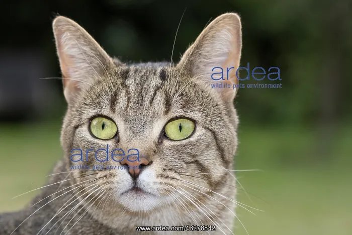  : Tabby Cat