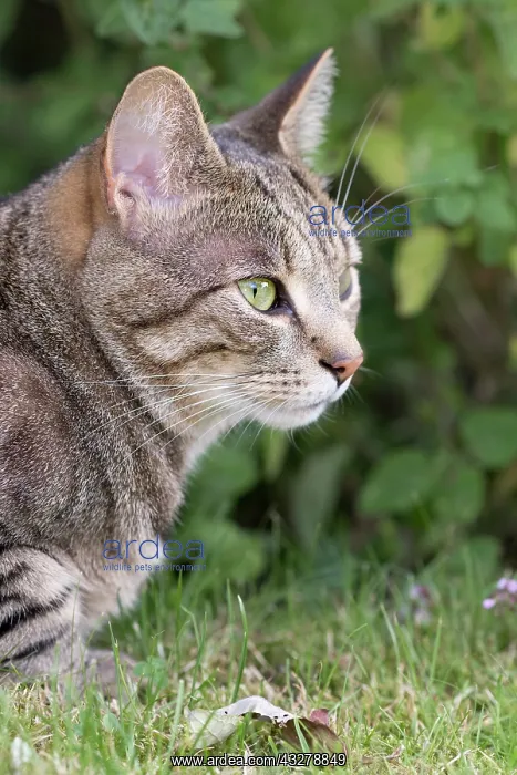  : Tabby Cat