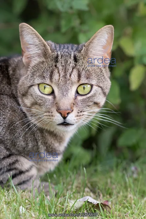  : Tabby Cat