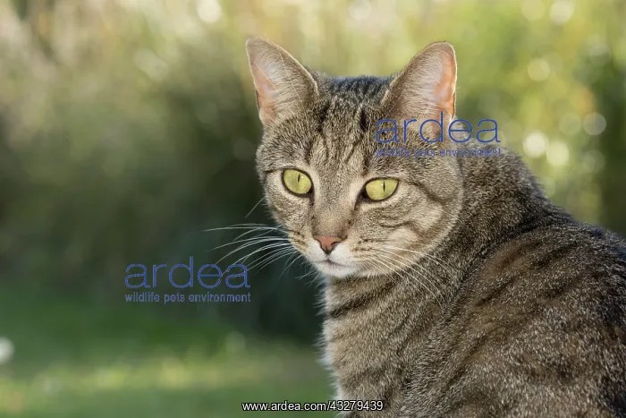  : Tabby Cat