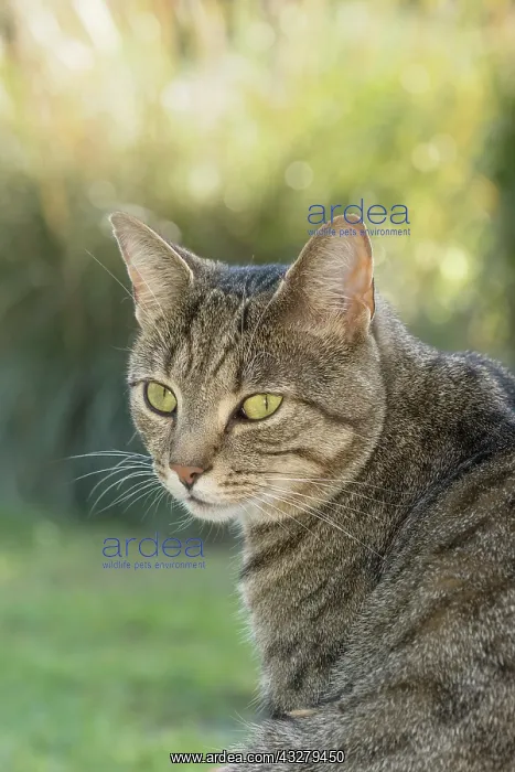  : Tabby Cat