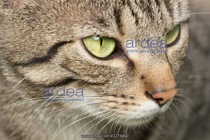  : Tabby Cat