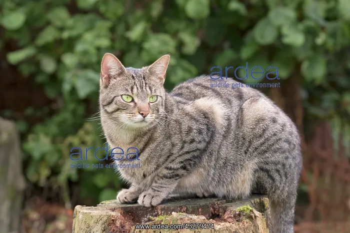  : Tabby Cat