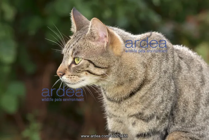  : Tabby Cat