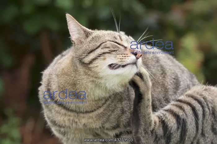  : Tabby Cat