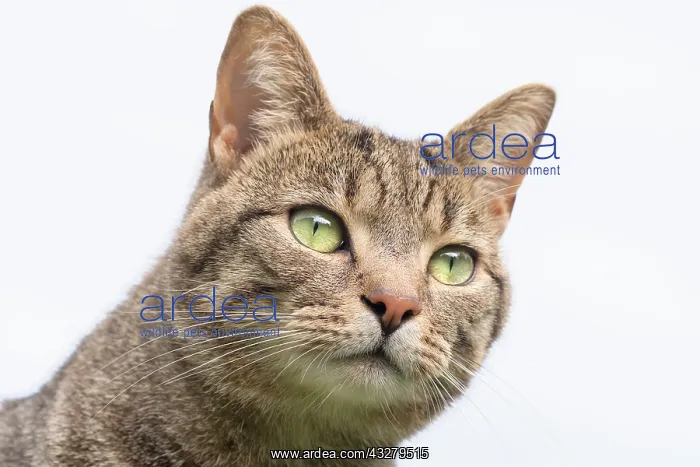  : Tabby Cat