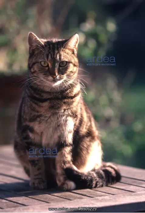 : TABBY CAT : TABBY CAT