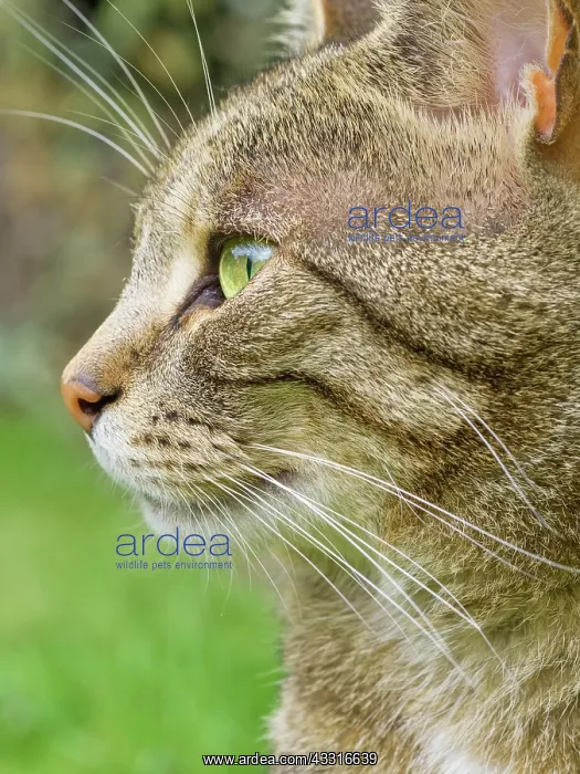  : Tabby Cat