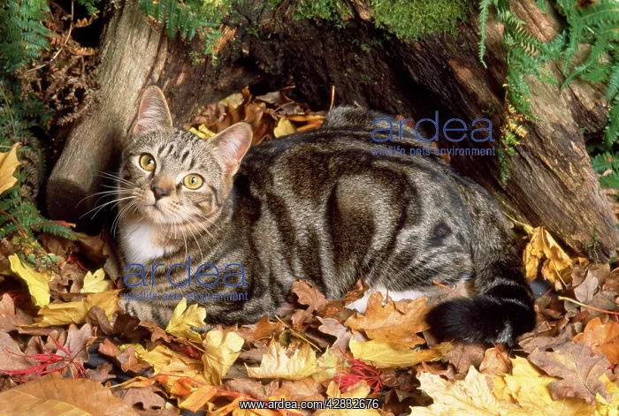 : Tabby Cat - in autmn setting : Tabby Cat - in autmn setting