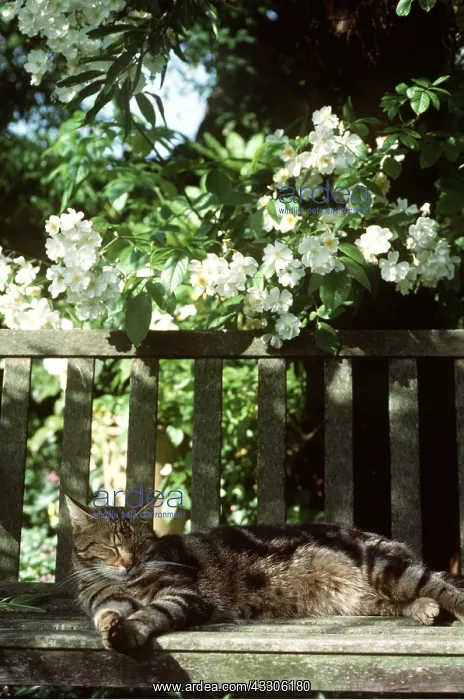 : Tabby CAT on bench : Tabby CAT on bench